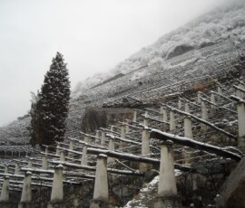 Vignet di Donnas terrazzamenti muri a secco e caratteristici sostegni